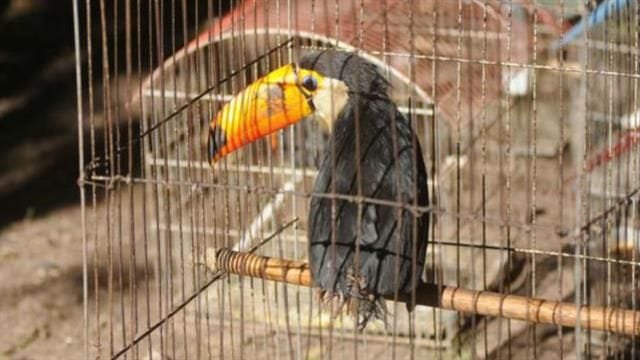 1.500 especies animales en Centroamérica están en riesgo de extinción