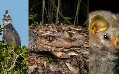 Más de 300 especies fueron registradas en cuenca del río Tillavá