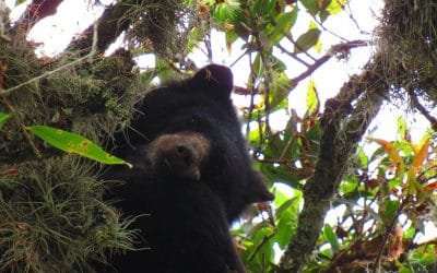 ‘Pensilvania’, primer oso andino rastreado por GPS