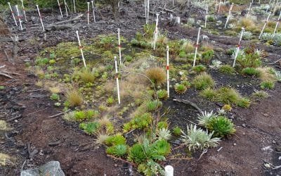 ¿Cómo restaurar los páramos afectados por el pino pátula?