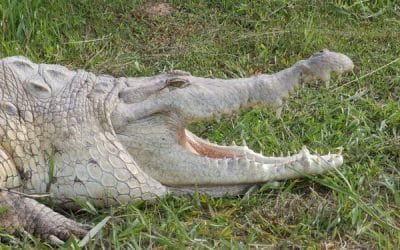 Carrera por subsistencia de tres especies de caimanes