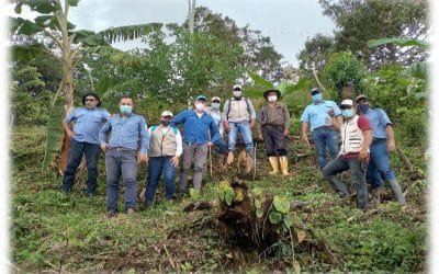 Apoyan familias campesinas para siembra de cacao