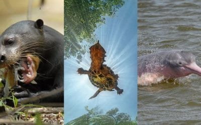 Bojonawi: el pequeño gigante donde florece la biodiversidad de la Orinoquia