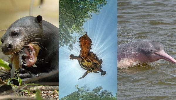 Bojonawi: el pequeño gigante donde florece la biodiversidad de la Orinoquia