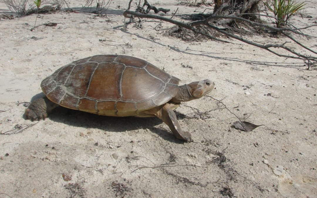 Nuevos datos sobre la tortuga sabanera o galápago llanero