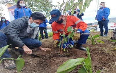 Los diez municipios que más han sembrado árboles en Colombia