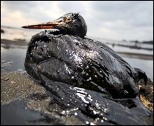 Siguen muriendo en Perú aves afectadas por petróleo