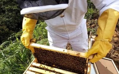 Comisión Europea valida iniciativa ciudadana para proteger a las abejas