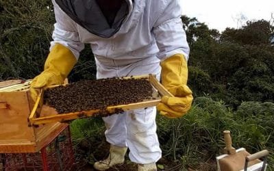 En Medellín aconsejan como manipular abejas