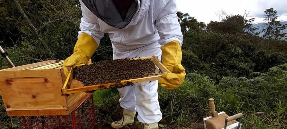 En Medellín aconsejan como manipular abejas
