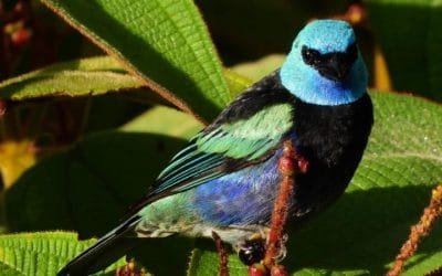 Aumenta en Medellín avistamiento de aves y fauna