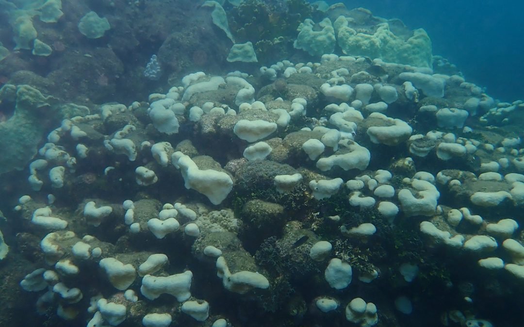 Gobierno alerta sobre afectación de corales por ola de calor