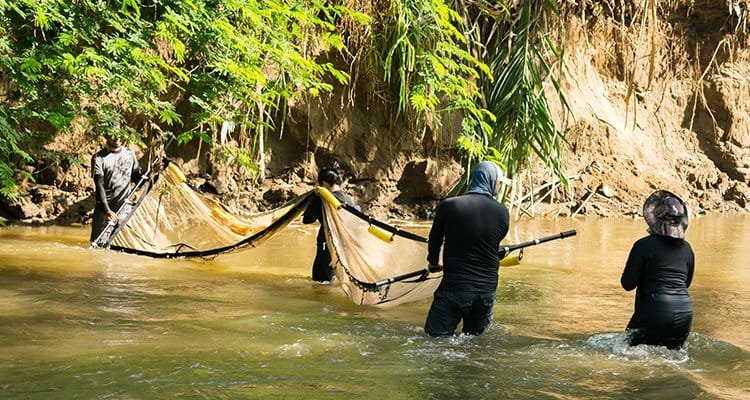 La biodiversidad alrededor del banano y el café