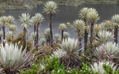 Llamado para generar economía de bienestar social y biodiversidad