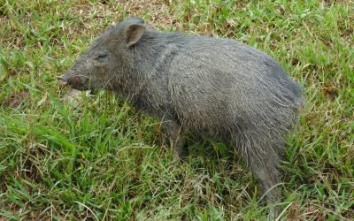 Carne de monte, única opción para algunas comunidades