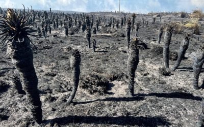 Gobierno declaró la situación de desastre por los incendios forestales