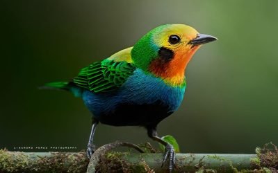 Colombia tiene nueva estrategia nacional para conservación de aves