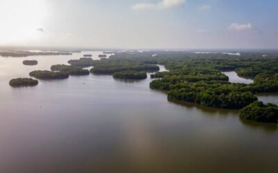 39.699 hectáreas de bosques de mangle se han recuperado en la Ciénaga Grande de Santa Marta