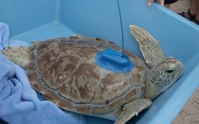 Roseleigh, la tortuga verde recuperada, regresa al mar