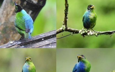 Un zoólogo avistó en Caldas un pájaro que es mitad hembra y mitad macho