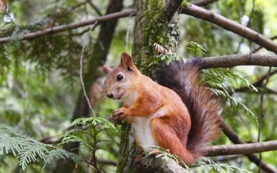 Atención de animales en el valle de Aburrá