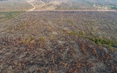 Aumenta deforestación en Amazonía de Brasil