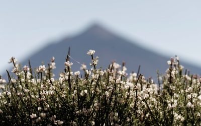 Naturaleza, electricidad, COP28 y renovables, a debate en próxima cita de la UE