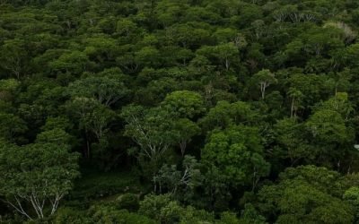 Se redujo la deforestación en los últimos 4 años