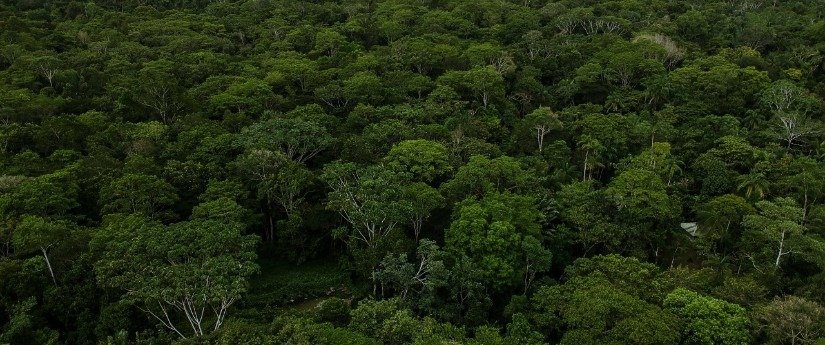 Se redujo la deforestación en los últimos 4 años