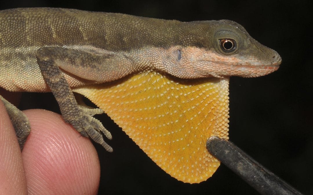 Colombia, el país con más lagartijas Anolis