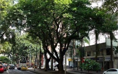 Árboles patrimoniales de Medellín son protagonistas de recorridos en la ciudad