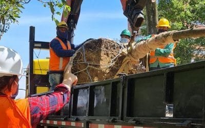 98 árboles serán protegidos y trasplantados en obras de valorización de El Poblado