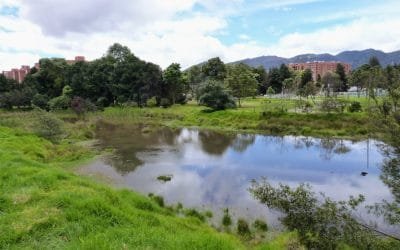 Humedales de Bogotá fueron protegidos por un juez