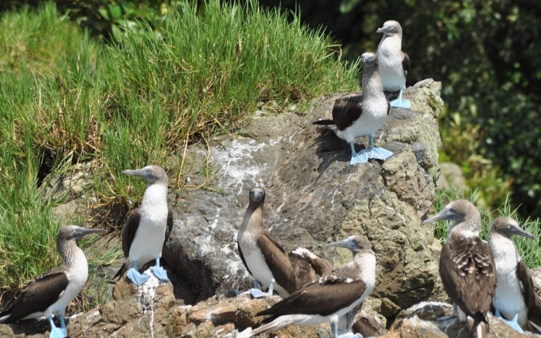 Gorgona cuenta con la mayor línea de tiempo continua en información de aves marinas