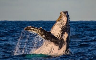 Emiten directrices para el avistamiento responsable de las ballenas