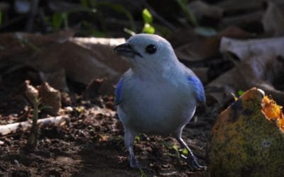 Protegen especies en quebradas de Medellín