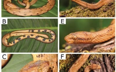 Describen nueva especie de boa en Ecuador