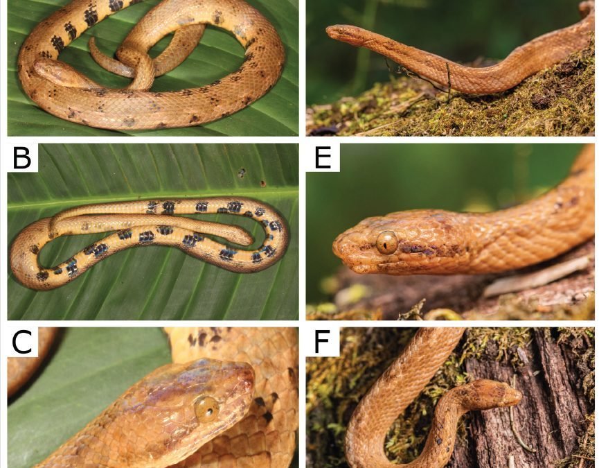 Describen nueva especie de boa en Ecuador