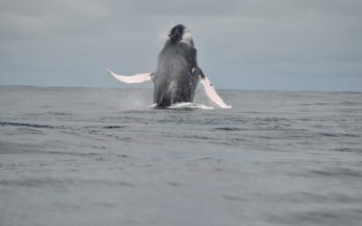 Ballenas y delfines, cetáceos encantadores