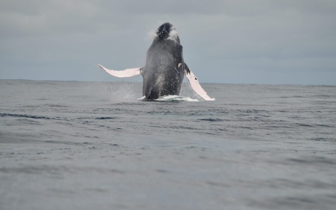 Ballenas y delfines, cetáceos encantadores