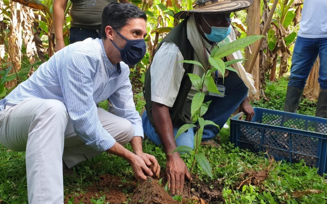 Caquetá sembrará 4,6 millones de árboles al 2022