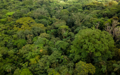 El plan de Minambiente para restaurar y  proteger hectáreas de parques nacionales