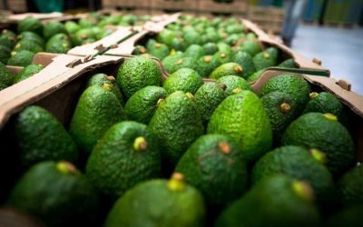 Chile avaló el ingreso del aguacate Hass colombiano