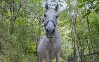 Medellín protege animales vulnerables