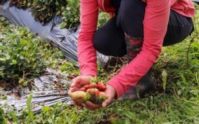 Campesinos de Medellín afectados por granizada recibirán apoyo oficial