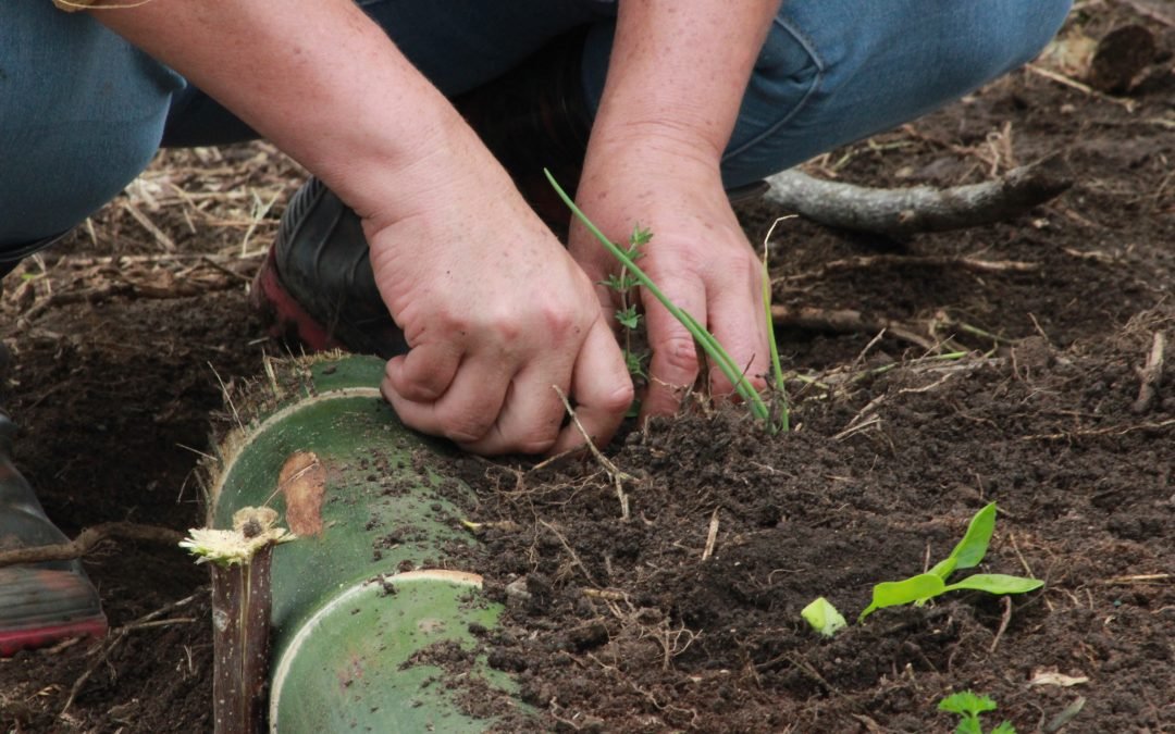 Cuidar el suelo y la alimentación: claves agroecológicas