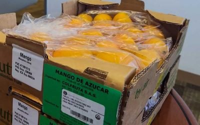 Colombia exporta por primera vez mango de azúcar a Estados Unidos