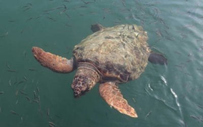 Comunidades costeras pueden ayudar a monitorear tortugas marinas con formularios diseñados por Minambiente