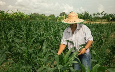 Antioquia, pionera en la consolidación del distrito del maíz