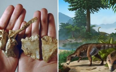 En Transilvania habitó un dinosaurio enano